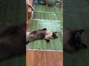 落ちてるシャム猫のふくさん【たぬき猫】 #cat #しゃむねこ #猫のいる暮らし #猫好きさんと繋がりたい #ねこ #cutecat #cat