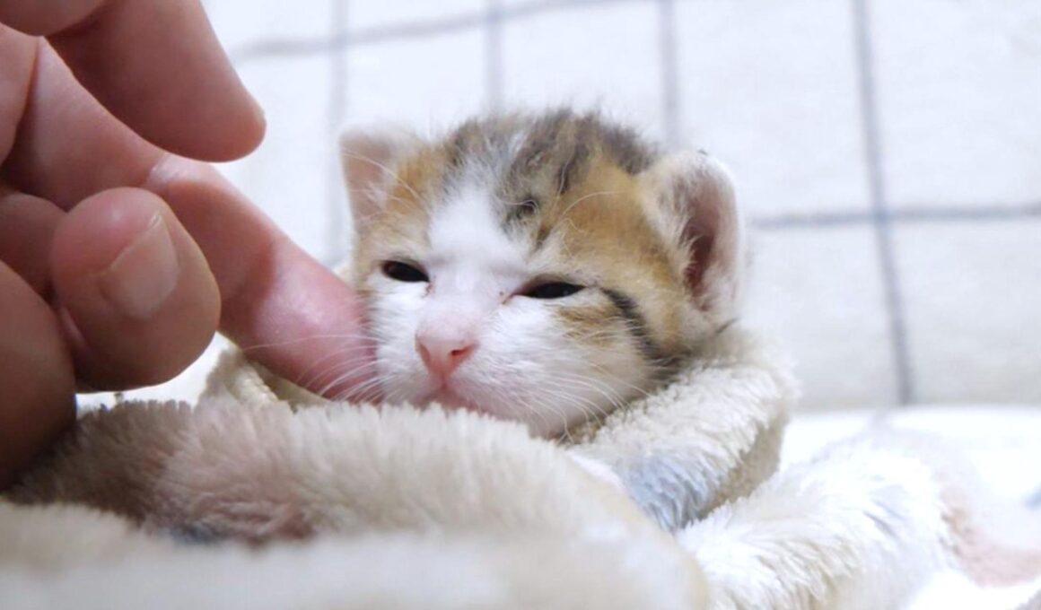 ミルクの余韻にむにゃむにゃしてる子猫がカワイイ【赤ちゃん猫　保護猫】