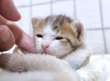 ミルクの余韻にむにゃむにゃしてる子猫がカワイイ【赤ちゃん猫　保護猫】