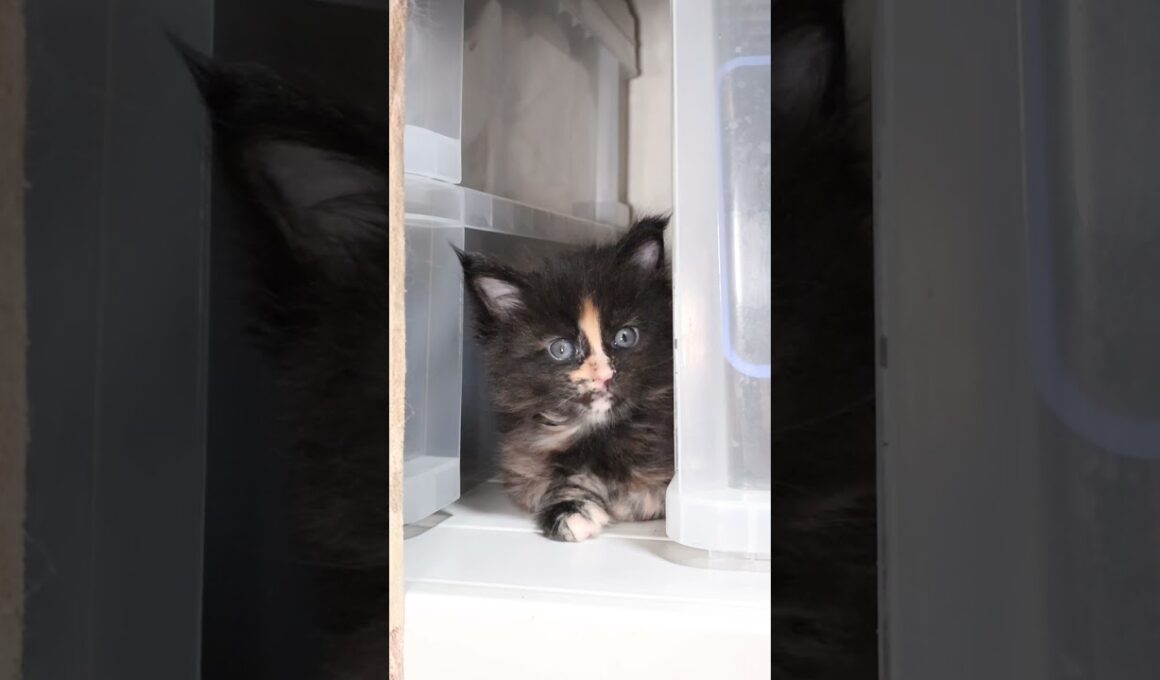 プラケースから外を見てる萌奈（もえな）ちゃん