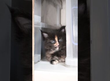 プラケースから外を見てる萌奈（もえな）ちゃん