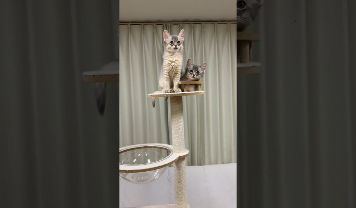 2026.1.13 生まれ　ブルー　オス #cat #somalicat #ソマリ #ソマリ子猫