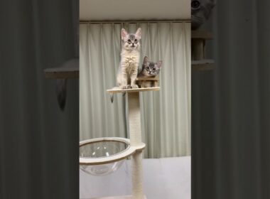 2026.1.13 生まれ　ブルー　オス #cat #somalicat #ソマリ #ソマリ子猫