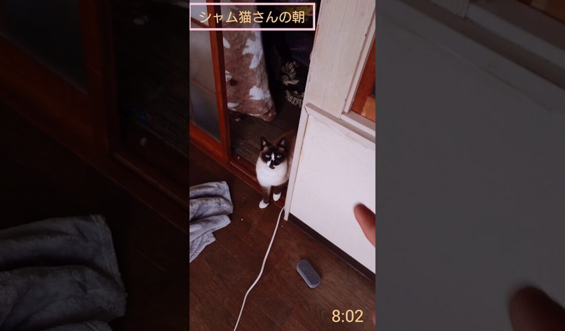 シャム猫さんの朝🐾#猫 #ねこ #cat #Shorts
