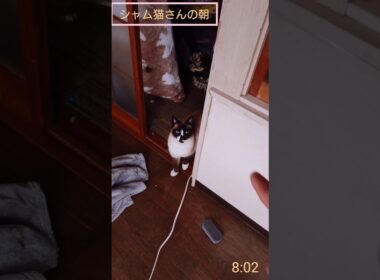 シャム猫さんの朝🐾#猫 #ねこ #cat #Shorts