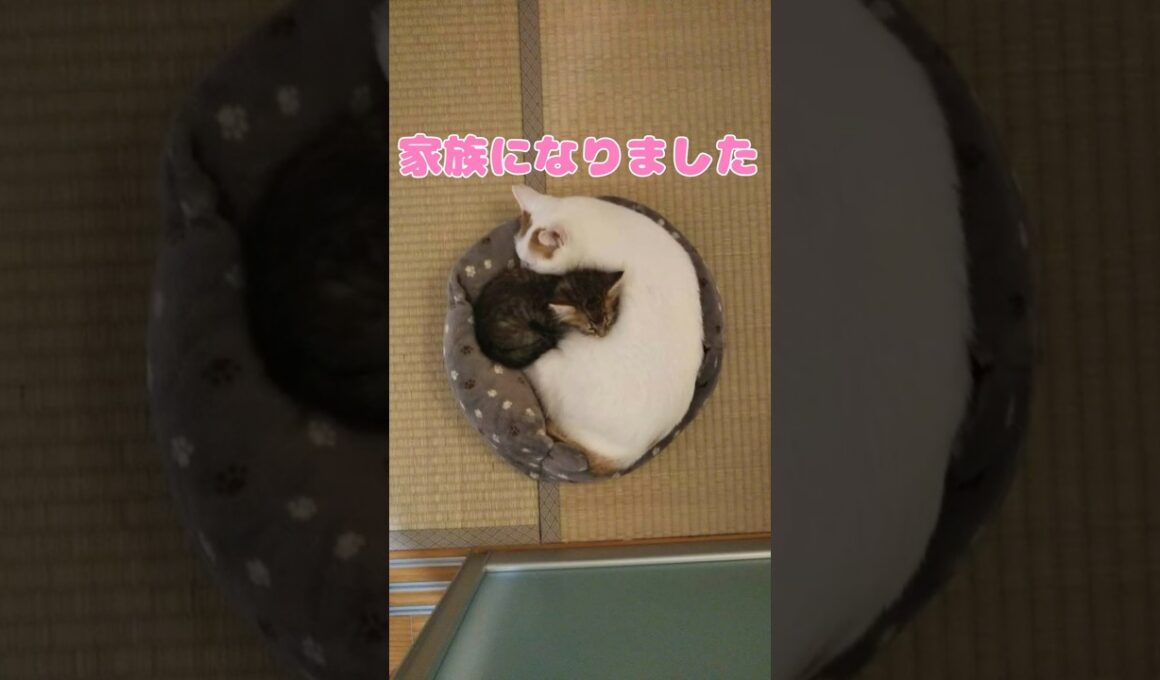 屋根の上で保護された子猫が新しい家族を見つけるまでのお話し #猫 #保護猫 #子猫