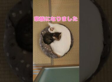 屋根の上で保護された子猫が新しい家族を見つけるまでのお話し #猫 #保護猫 #子猫