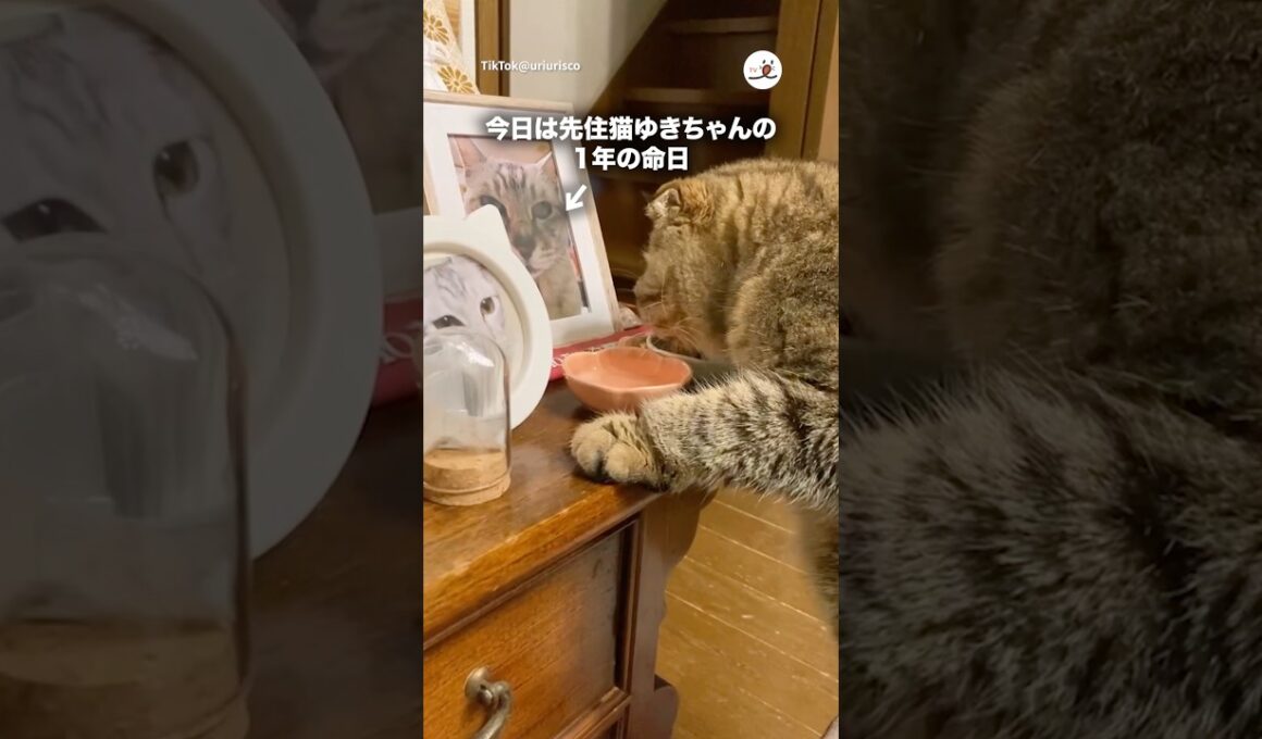 先住猫のお供えごはん食べる猫｜PECO