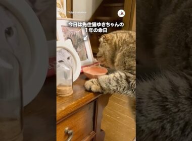 先住猫のお供えごはん食べる猫｜PECO