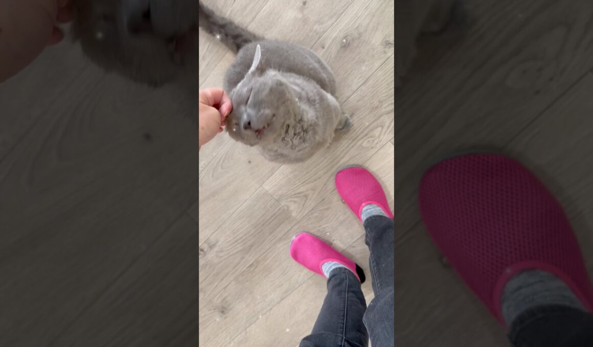 セルカークレックスって猫種のとろろくん、甘え上手なんです🐈 #猫カフェ #大阪猫カフェ #梅田猫カフェ #猫カフェにあにゃあ #膝乗り猫