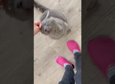 セルカークレックスって猫種のとろろくん、甘え上手なんです🐈 #猫カフェ #大阪猫カフェ #梅田猫カフェ #猫カフェにあにゃあ #膝乗り猫