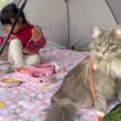 久しぶりにピクニックをした猫　サイベリアンA cat went on a picnic for the first time in a long time. Siberian