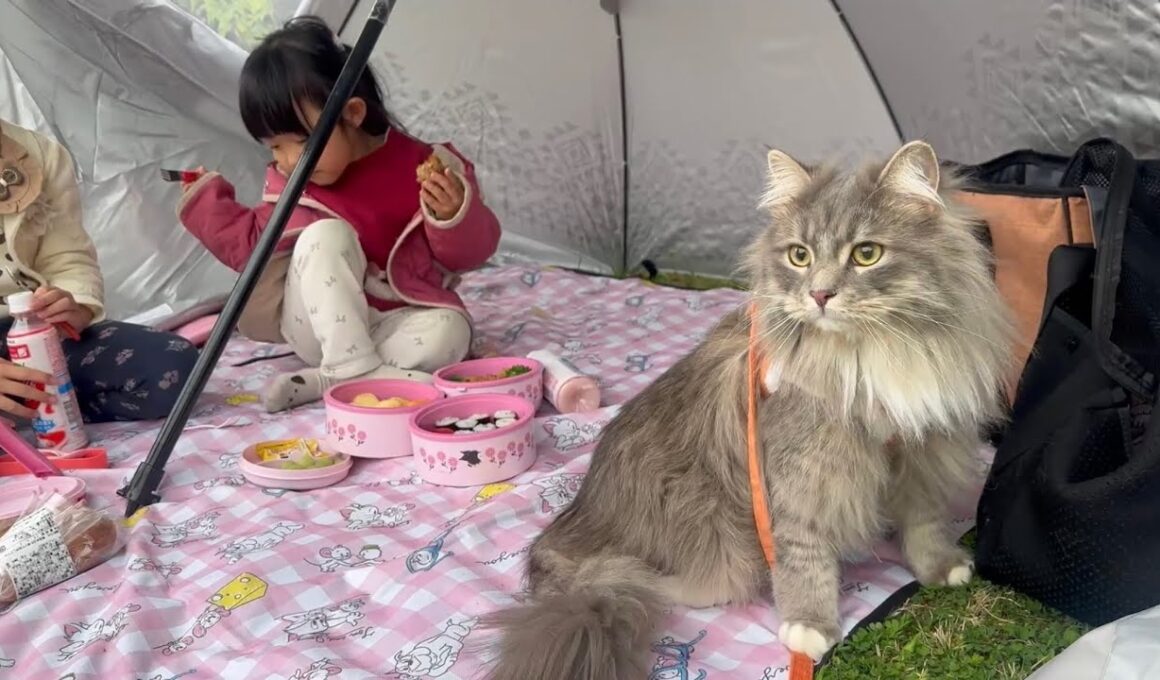 久しぶりにピクニックをした猫　サイベリアンA cat went on a picnic for the first time in a long time. Siberian