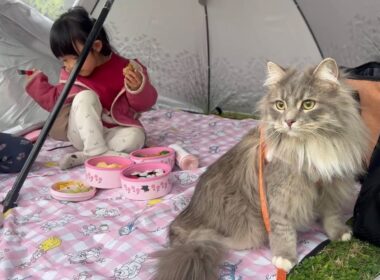 久しぶりにピクニックをした猫　サイベリアンA cat went on a picnic for the first time in a long time. Siberian