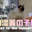 バーマン猫ウリ【加湿器のそば】Next to the humidifier（バーマン猫）Birman/Cat