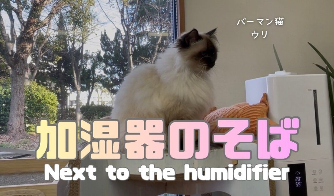 バーマン猫ウリ【加湿器のそば】Next to the humidifier（バーマン猫）Birman/Cat