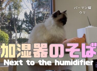 バーマン猫ウリ【加湿器のそば】Next to the humidifier（バーマン猫）Birman/Cat