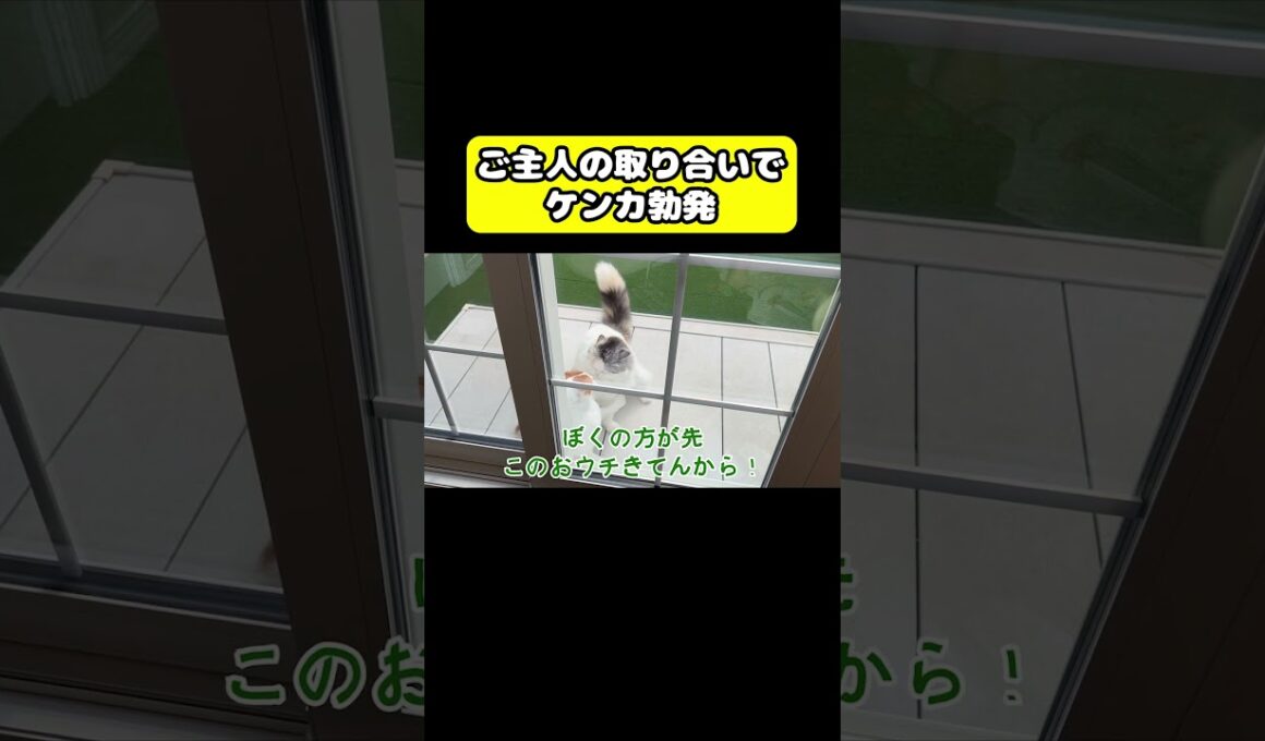 ご主人の取り合いでケンカ勃発　#猫 #おもしろ #アテレコ #ニャンチューバーつくし