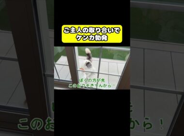 ご主人の取り合いでケンカ勃発　#猫 #おもしろ #アテレコ #ニャンチューバーつくし