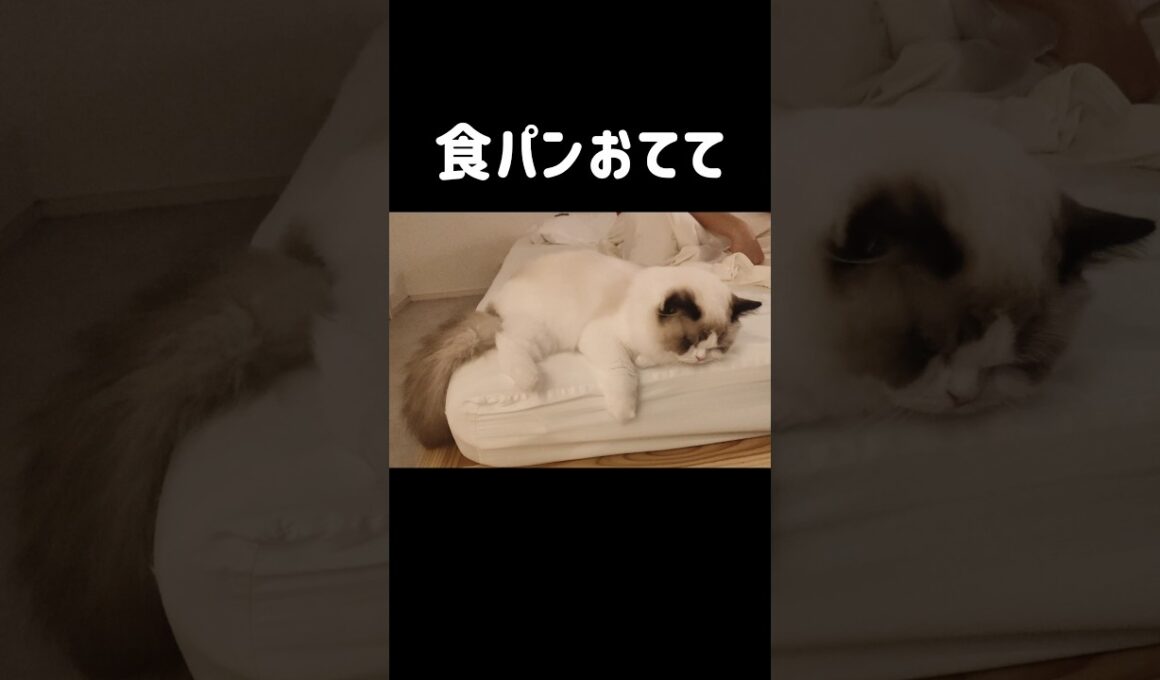 手も足も仕舞えなくて可愛い🐾 #shorts #猫 #もふもふ #ラグドール #甘えん坊猫 #猫のいる暮らし