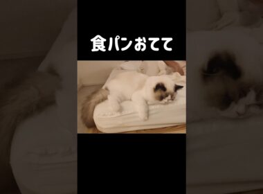 手も足も仕舞えなくて可愛い🐾 #shorts #猫 #もふもふ #ラグドール #甘えん坊猫 #猫のいる暮らし