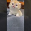 🥰ちゅきな子猫、ちゅきなニャン #cat #kitten #子猫 #catvideos #meow