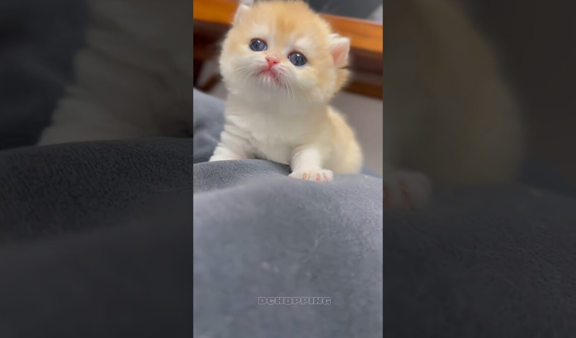 🥰ちゅきな子猫、ちゅきなニャン #cat #kitten #子猫 #catvideos #meow