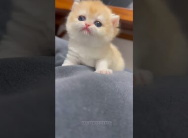 🥰ちゅきな子猫、ちゅきなニャン #cat #kitten #子猫 #catvideos #meow