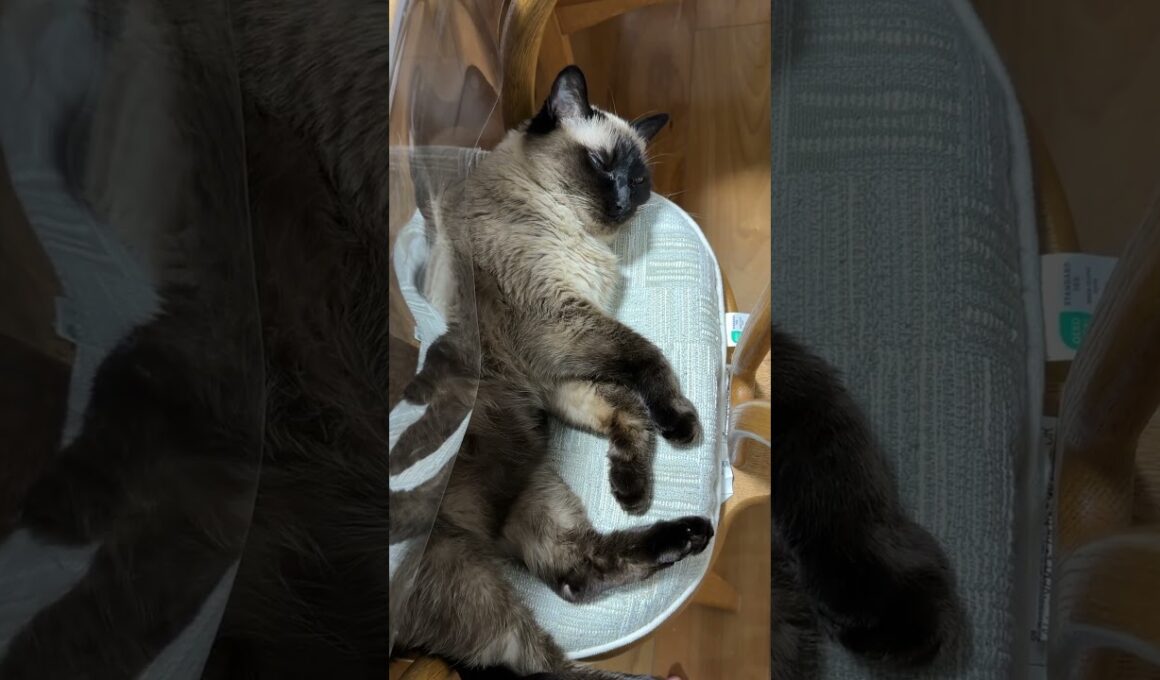 眠そうなシャム猫のふくさん【たぬき猫】 #cat #しゃむねこ #猫のいる暮らし #猫好きさんと繋がりたい #ねこ #cutecat #cat