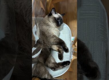 眠そうなシャム猫のふくさん【たぬき猫】 #cat #しゃむねこ #猫のいる暮らし #猫好きさんと繋がりたい #ねこ #cutecat #cat