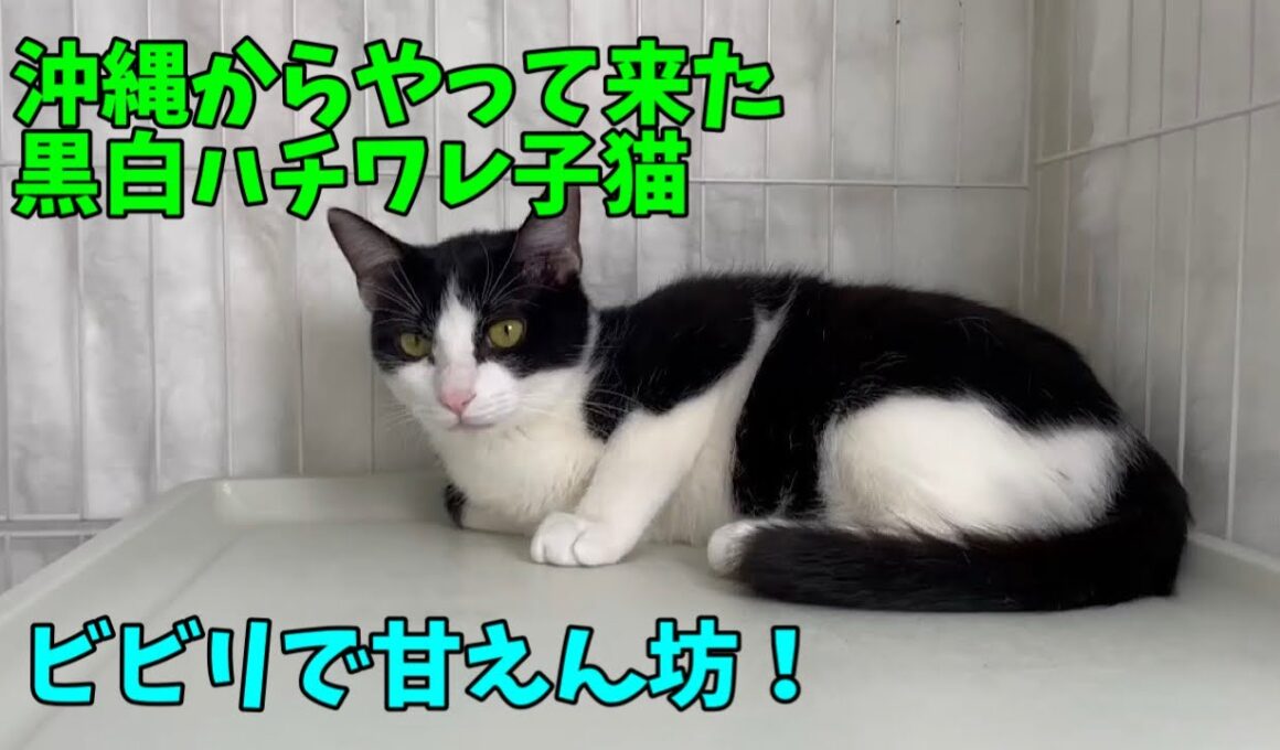 【沖縄っ子】黒白のハチワレ猫さんは好きですか？