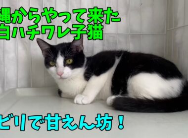 【沖縄っ子】黒白のハチワレ猫さんは好きですか？