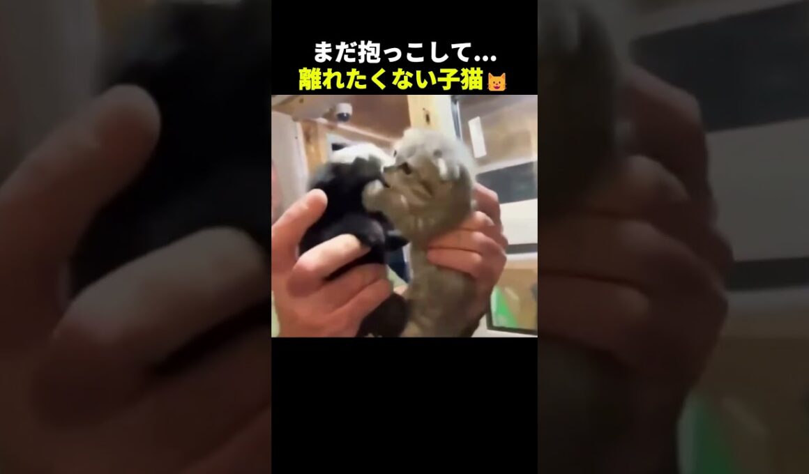 離れたくない子猫の結末が可愛すぎた
