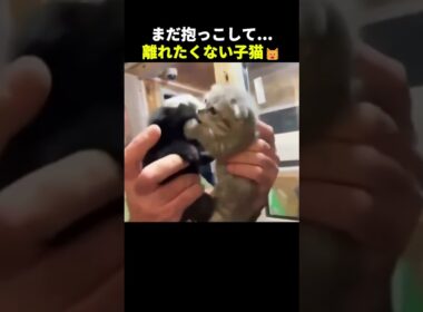離れたくない子猫の結末が可愛すぎた