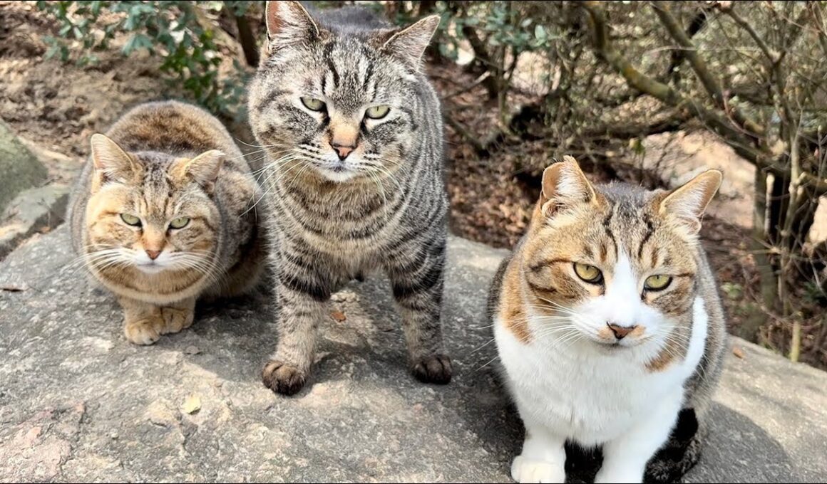 仲間の鳴き声でアッという間に集まって喜び合うかわいい猫集会