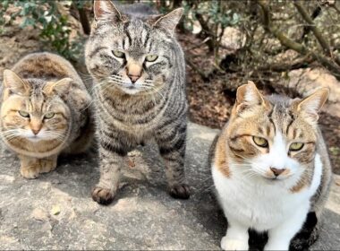 仲間の鳴き声でアッという間に集まって喜び合うかわいい猫集会