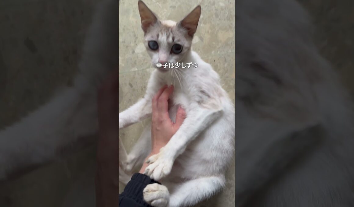 轢き逃げされた妊婦猫の緊急保護