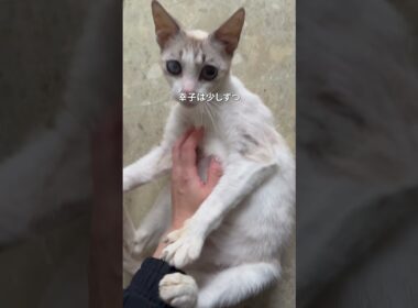 轢き逃げされた妊婦猫の緊急保護