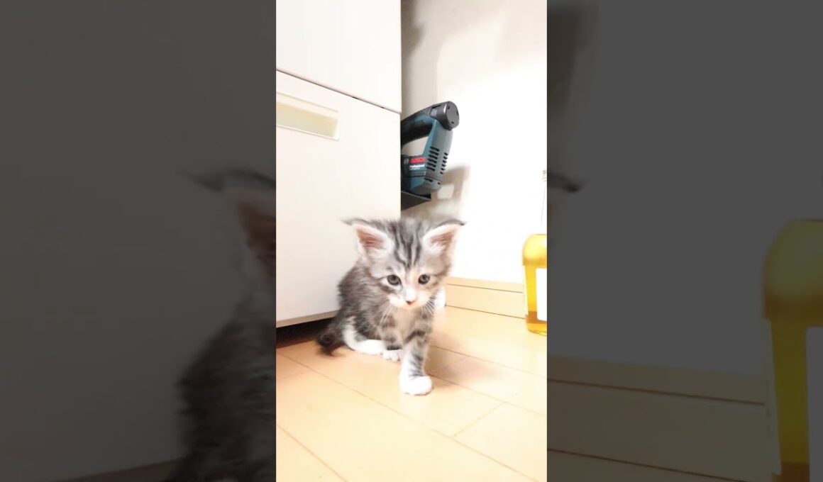 可愛いメインクーン赤ちゃんの鈴奈（すずな）ちゃん