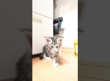 可愛いメインクーン赤ちゃんの鈴奈（すずな）ちゃん