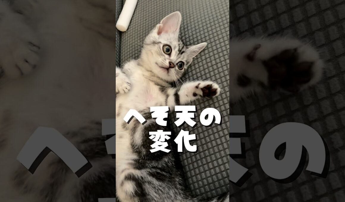へそ天猫の一年後がこちら #へそ天猫 #へそ天 #猫の日常 #ねこのいる生活 #shorts