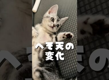 へそ天猫の一年後がこちら #へそ天猫 #へそ天 #猫の日常 #ねこのいる生活 #shorts