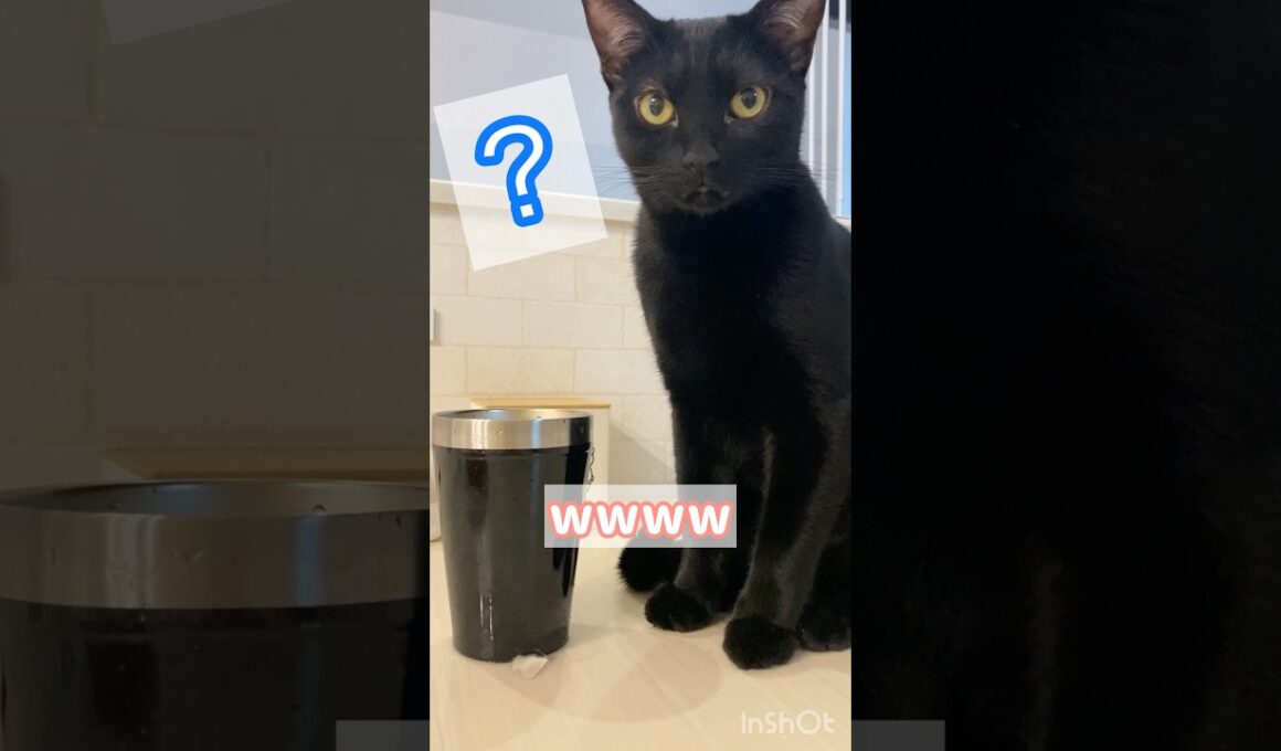 不思議がいっぱい黒猫ボンベイ　#cat #ねこ #ねこのいる暮らし #ねこのいる生活 #ねこ動画 #猫 #猫好きさんと繋がりたい #かわいい #甘えん坊が