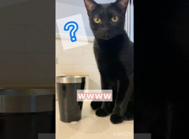 不思議がいっぱい黒猫ボンベイ　#cat #ねこ #ねこのいる暮らし #ねこのいる生活 #ねこ動画 #猫 #猫好きさんと繋がりたい #かわいい #甘えん坊が