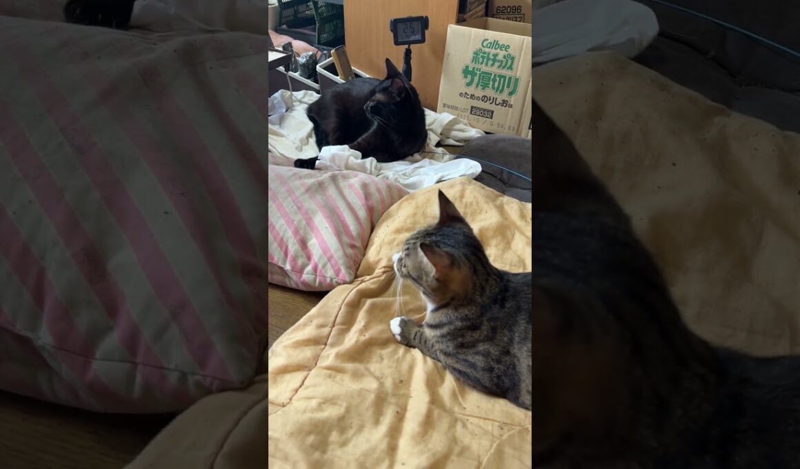 巨大リスの動画だと、シャム雫、キジシロのルル、黒猫くーも大人しく鑑賞