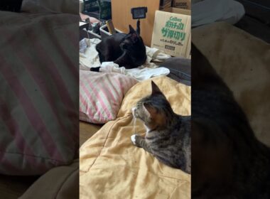 巨大リスの動画だと、シャム雫、キジシロのルル、黒猫くーも大人しく鑑賞