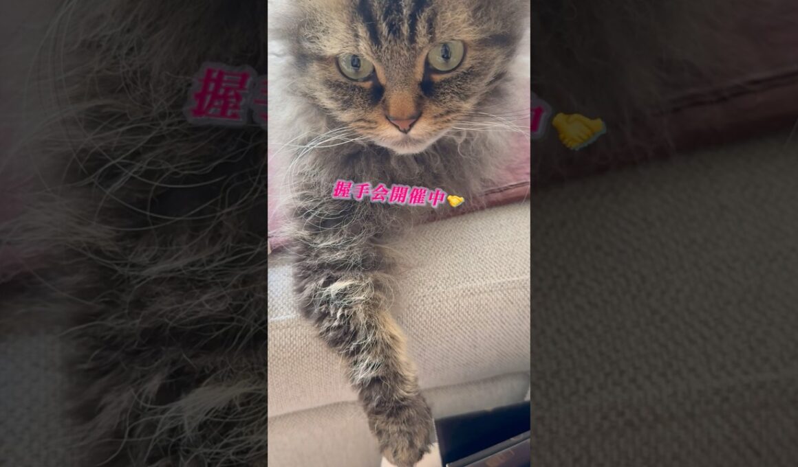 猫くうちゃんの握手会 #cat #猫のいる暮らし #猫 #スクーカム #shorts