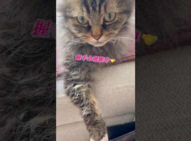 猫くうちゃんの握手会 #cat #猫のいる暮らし #猫 #スクーカム #shorts