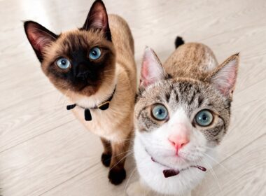 保護猫のトンキニーズが我が家に来て２ヶ月が経ちました！