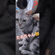 【4/4】② アメショのたるちゃん🐱🐾